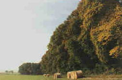 Umgebung von Bretten-Neibsheim (f&auml;lt och skog n&auml;ra Bretten)